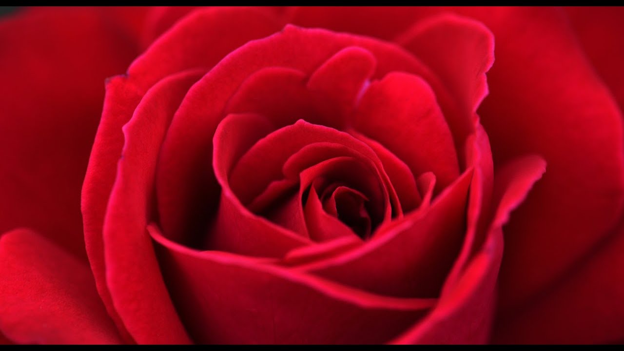 Bir Gülün Muhayyilesi - Rabia Arslan