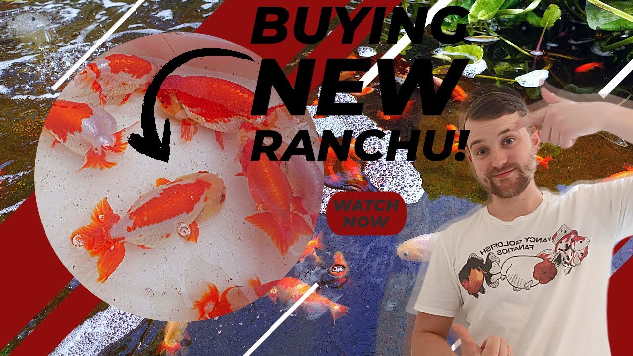 HUGE  NATURAL  Japanese Ranchu Pond | Adding more fish to the PATIO POND | Underwater footage!