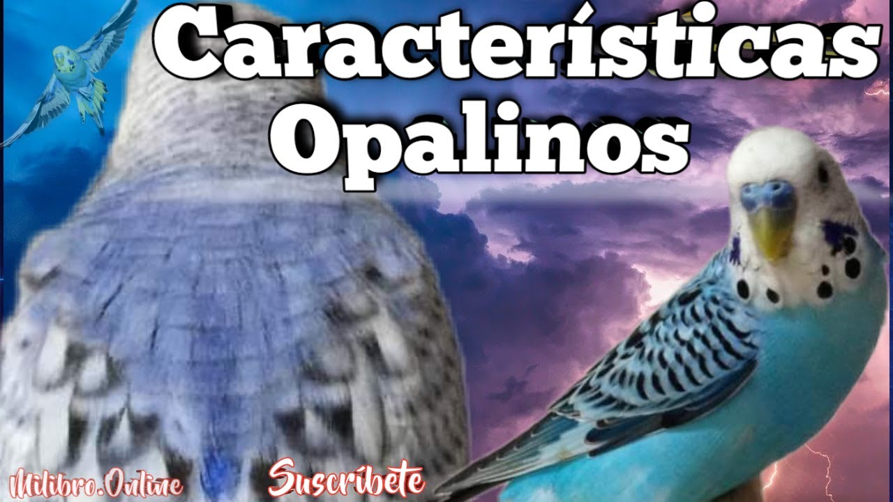Periquitos Opalinos 🐣 Conócelos