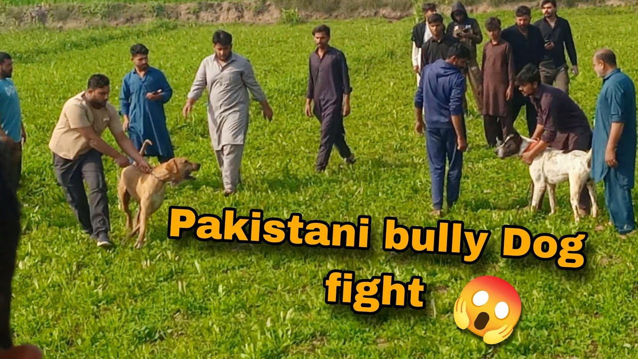 Top quality Pakistani bully Dog fight hogi || Haider Shok vlog YouTube video bully Dog...
