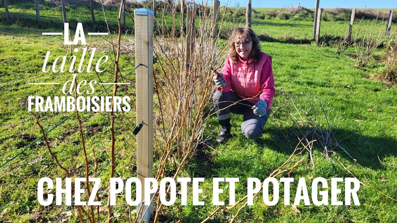 COMMENT BIEN TAILLER LES FRAMBOISIERS