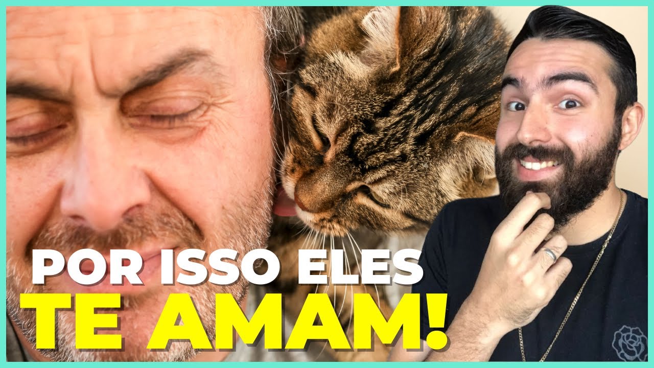 13 Coisas Simples Que Fazem Seu Gato Te Amar