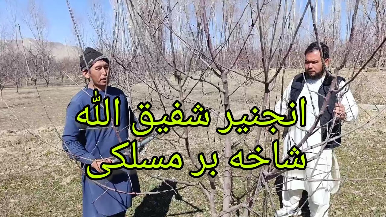 انجنیر شفیق الله یک شاخه بر حرفه ای و مسلکی در روستای ده درات.