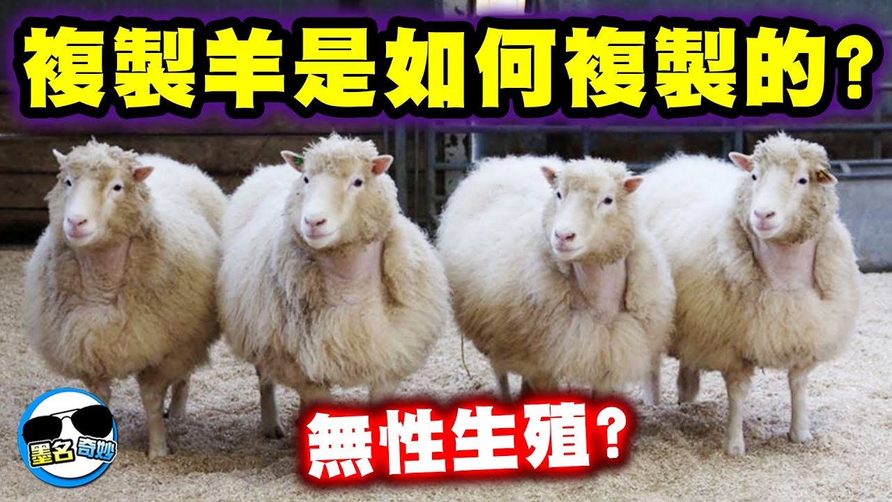 世界第一隻成功「複製」出的哺乳類動物－桃莉羊｜牠是如何「複製」出的？