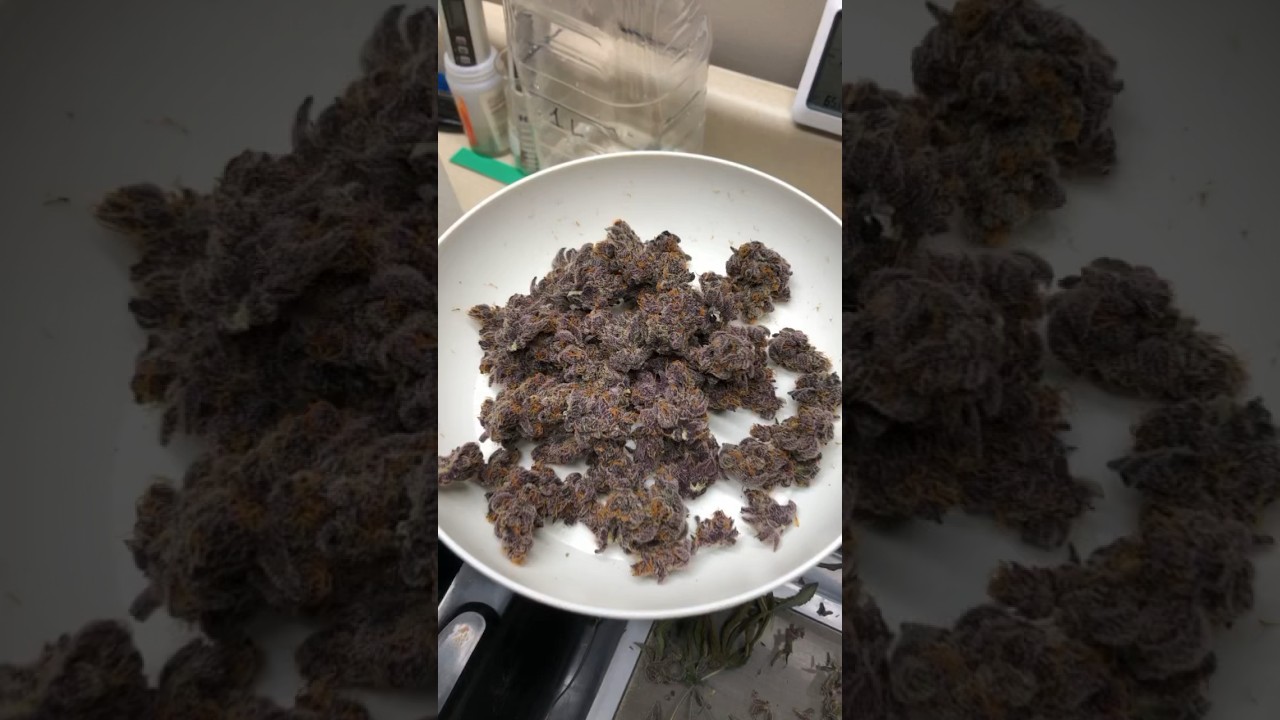 Extremely purple weed- Trop Juice from in house genetics