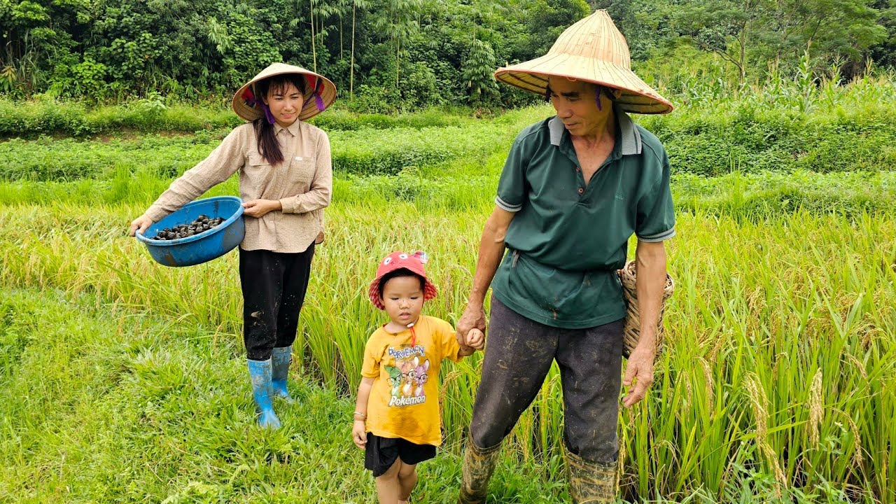 Catching field snails: Recipe for nutritious bamboo snail dish | Enjoy meals with family