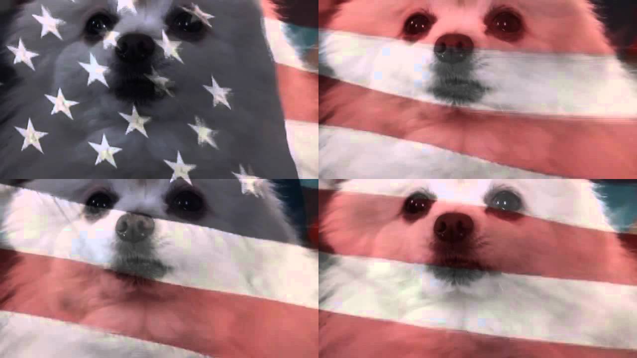 Dog Bless America