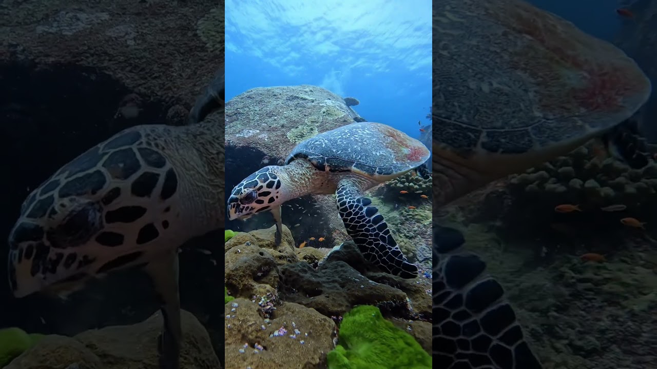 Diving in Similan Islands, Thailand ☀️🐠 