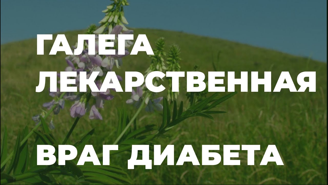 Галега лекарственная или козлятник. Против диабета и другие полезные свойства / Захар Травник