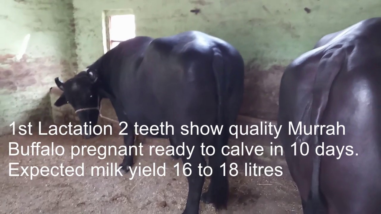 Top Show Quality Murrah Buffalo
