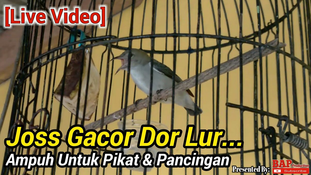 BURUNG KEMADE BETINA GACOR