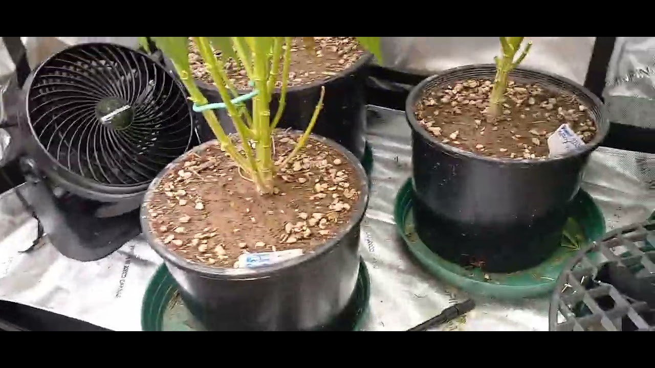 Bodhi seeds, smileys Angel's, Copa genetics and The Major General 420 army  week 5