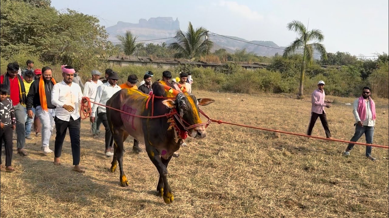 मथुर १००१ निघाला शर्यतीला 😍