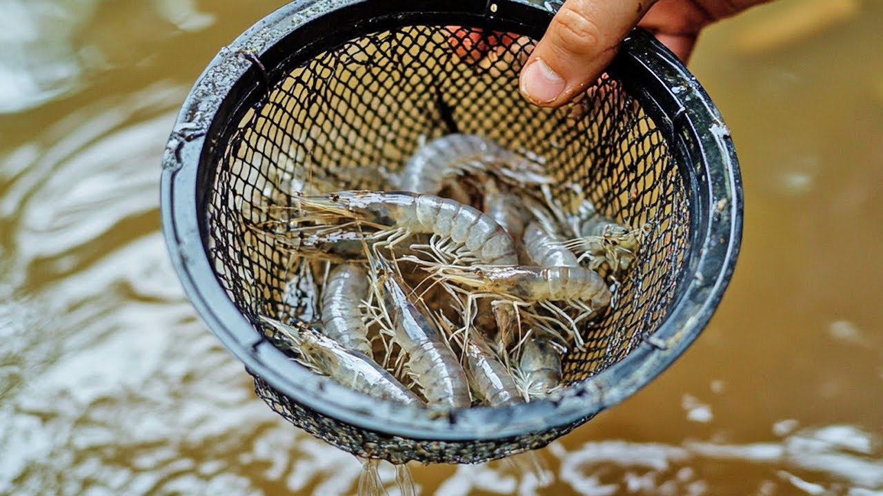 Catching River Shrimp in the Mississippi River Floodwaters (Catch and Cook)