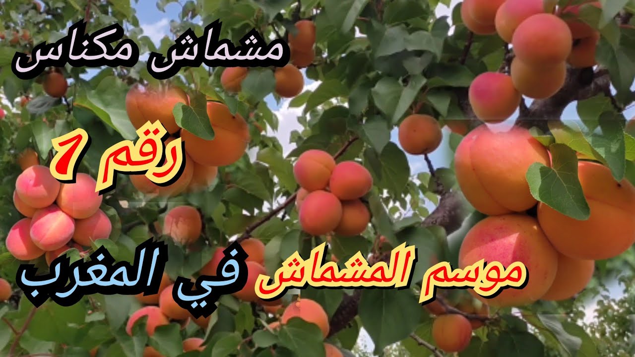 المشماش.. موسم جني المشماش ضواحي مدينة مكناس (نوع سوليداد)
