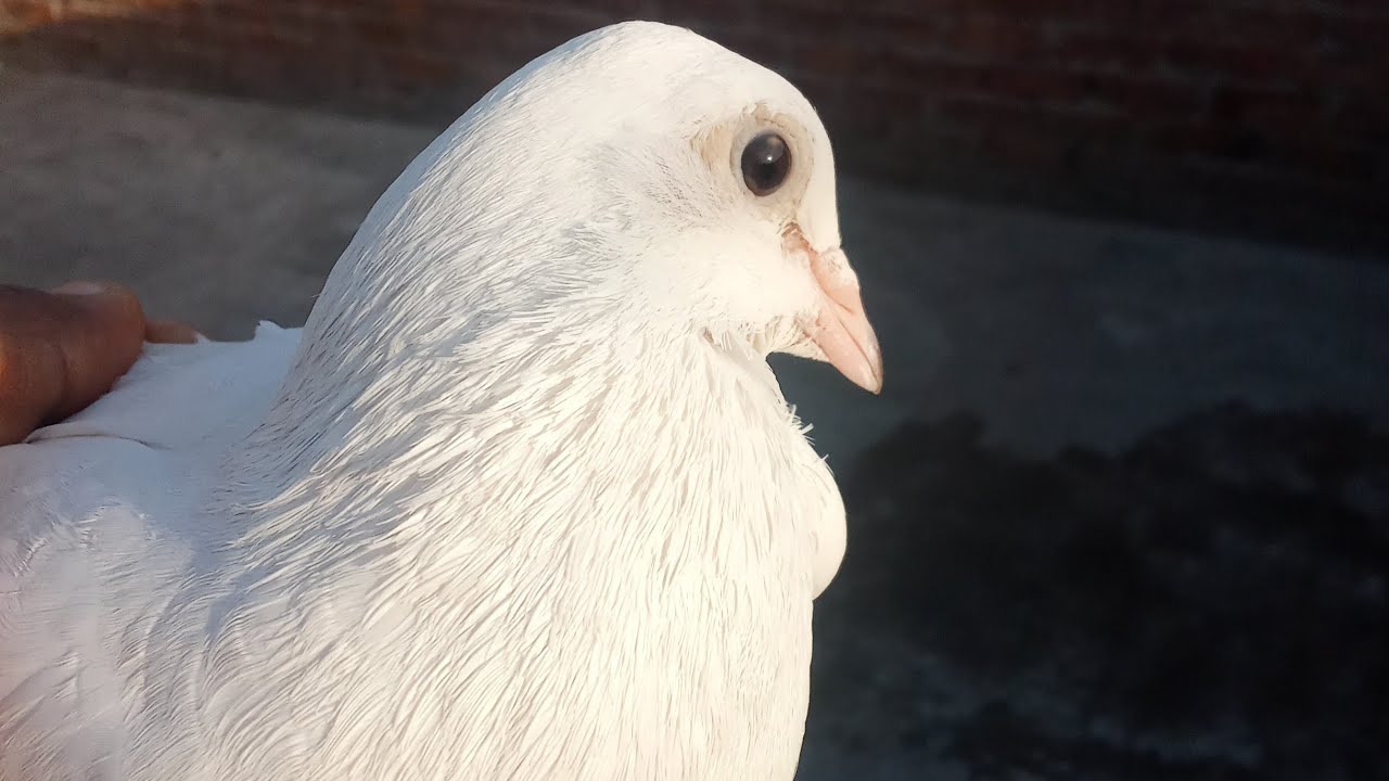 Breeder kabooter Mashallah ☺️😊 Vicky pigeon point 