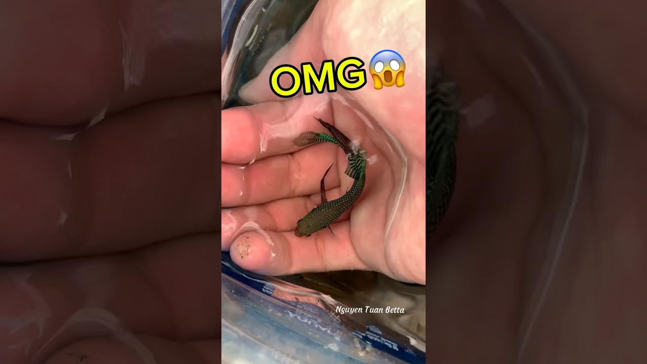 giant wild betta fish swim bladder nest😱#bettafishtank #betta #wildbetta