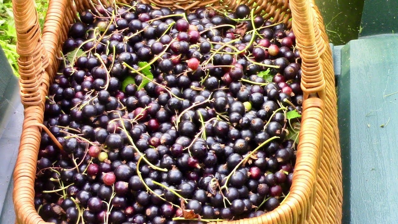 The gardens and harvesting Black Currants at the end of July