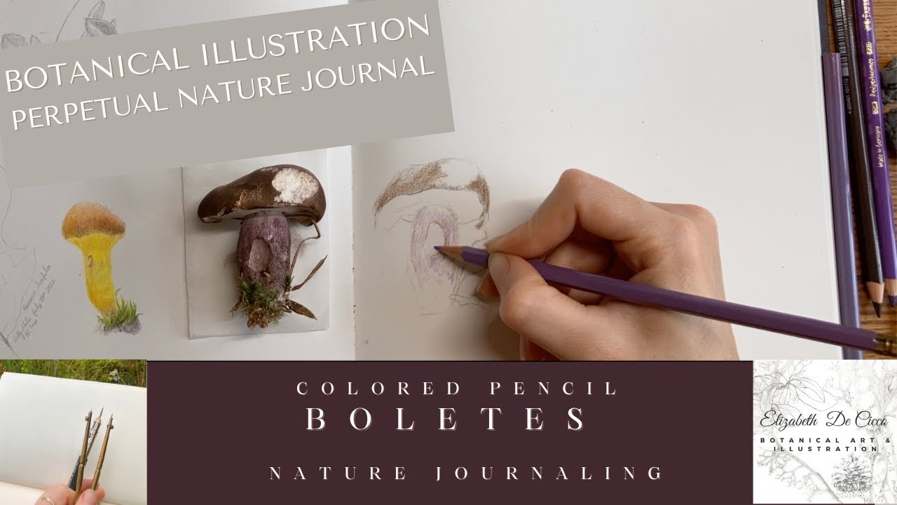 Perpetual Nature Journal: Boletes in Colored Pencil