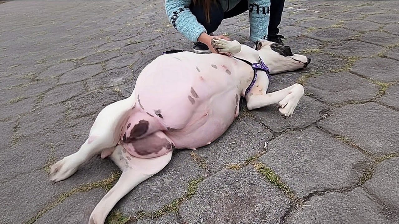 Please Save My Pups… Their Breaths Were Fading as She Collapsed After Days of Suffering