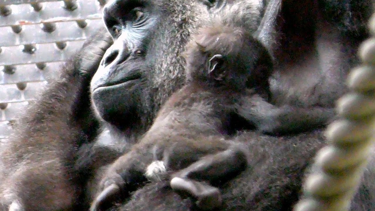 キンタロウの成長記録#49ママの手はフリー💗[Kyoto Zoo] Kintaro's growth record # 49 (200 days) Mom's hands are free