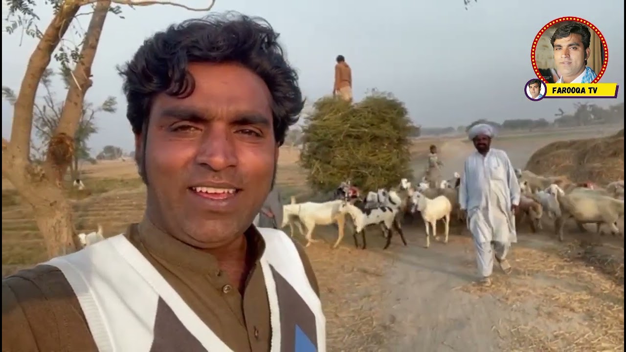 Fasal ki kasht Shuru kar di l فصل کی کاشت شروع کر دی l farooq shahzad l Farooq tv l Daily vlog