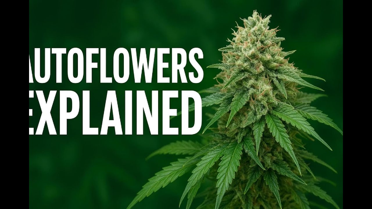 Autoflowers Explained: The Fast Lane of Cannabis Cultivation