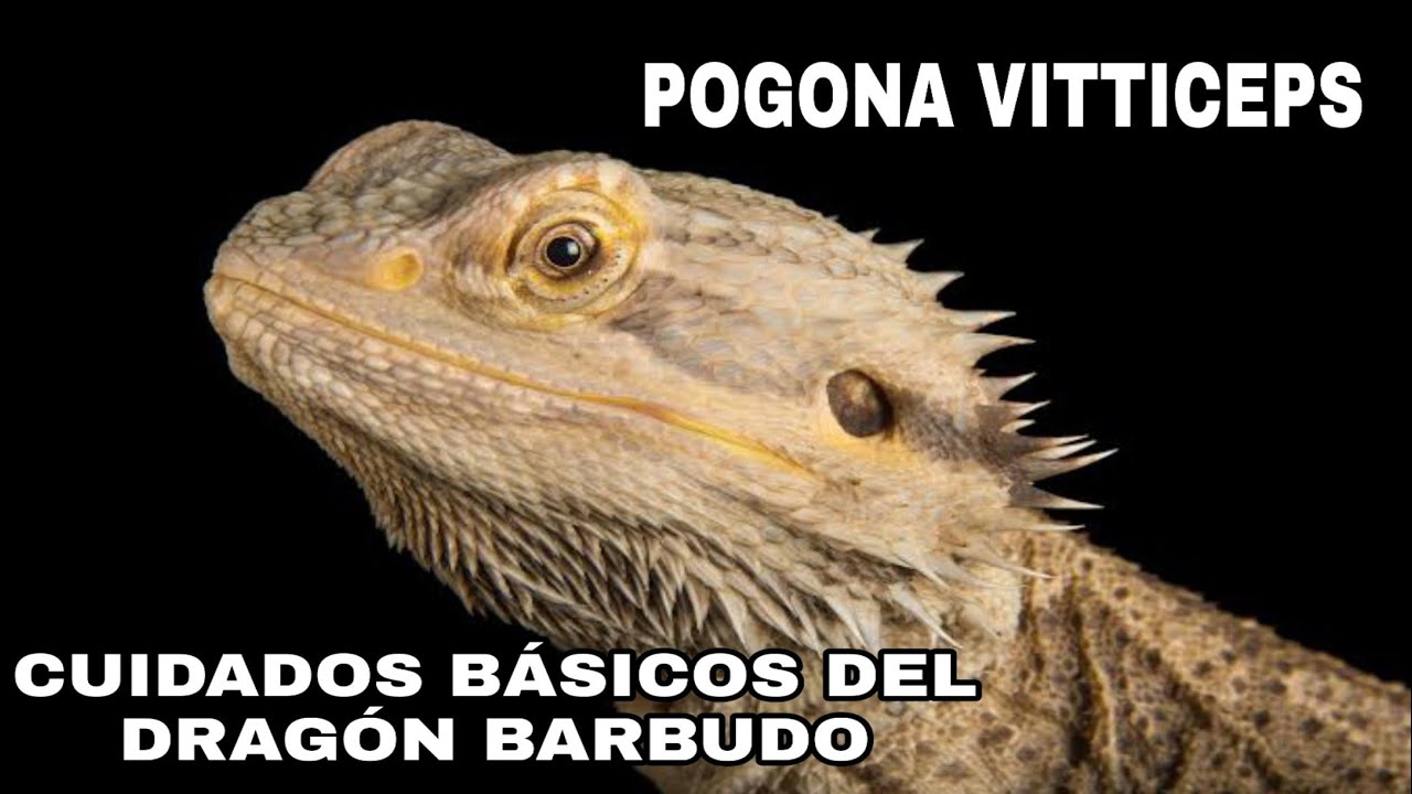 Cuidados básicos del Dragón Barbudo (Pogona Vitticeps)