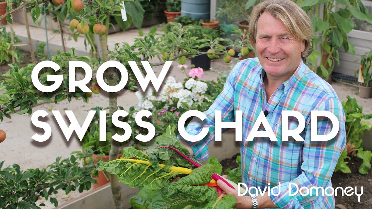 How to grow swiss chard