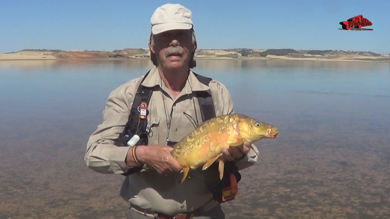 El mejor montador y pescador de carpas a mosca