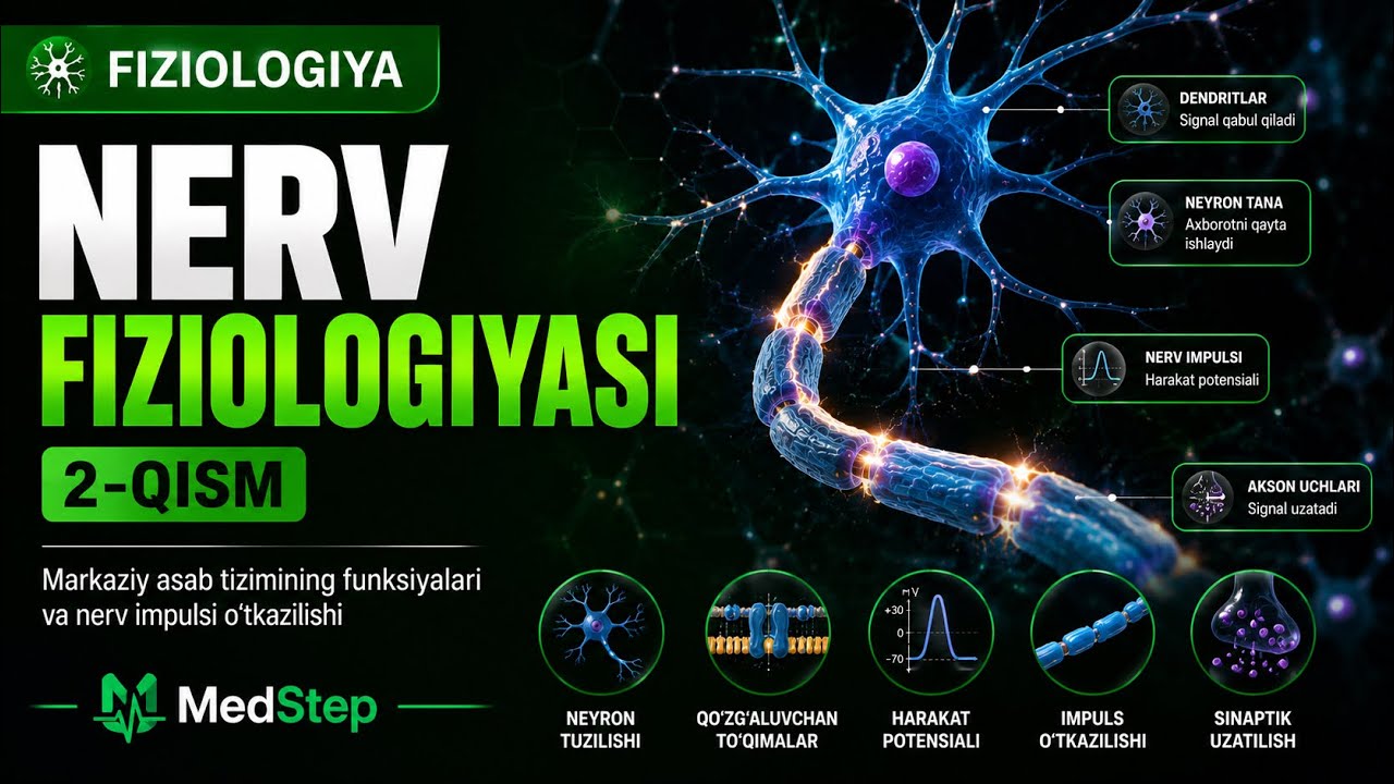 NERV FIZIOLOGIYASI | 2-QISM