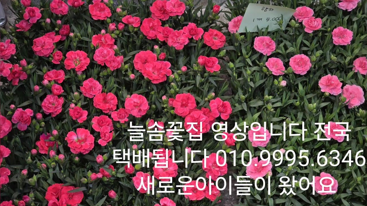 3월19일 늘솜꽃집 영상입니다 전국 택배됩니다 010.9995.6346 새로운 꽃들이 왔어요 구경하러오세요 