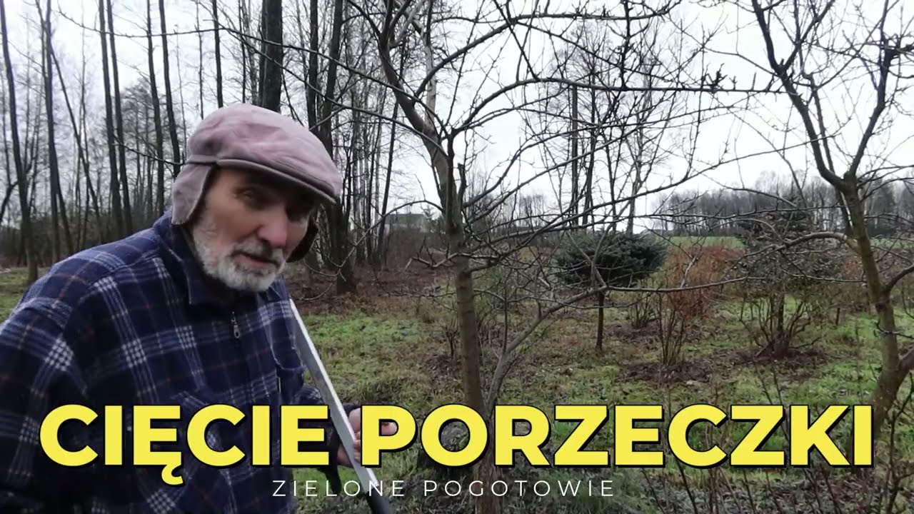 Cięcie porzeczki czarnej