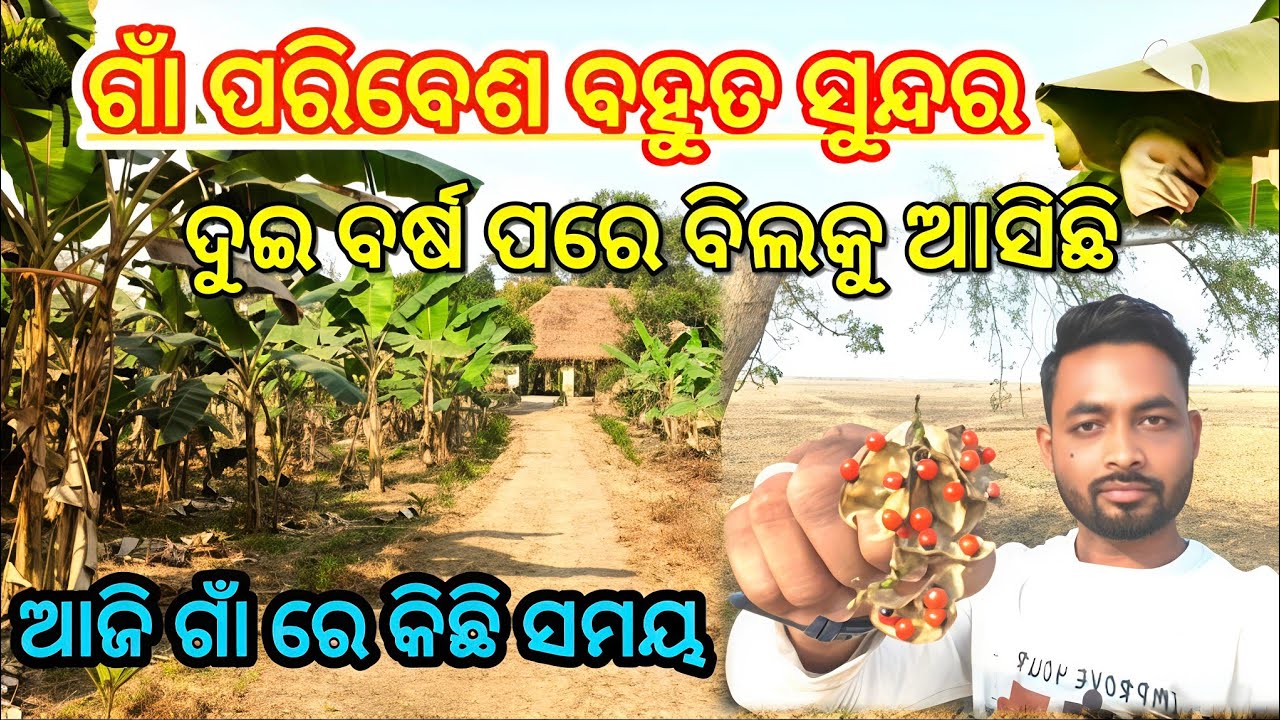 Village Life Odisha/Village Life style Odisha/Rural Life Odisha India/Indian Villge Life Odisha