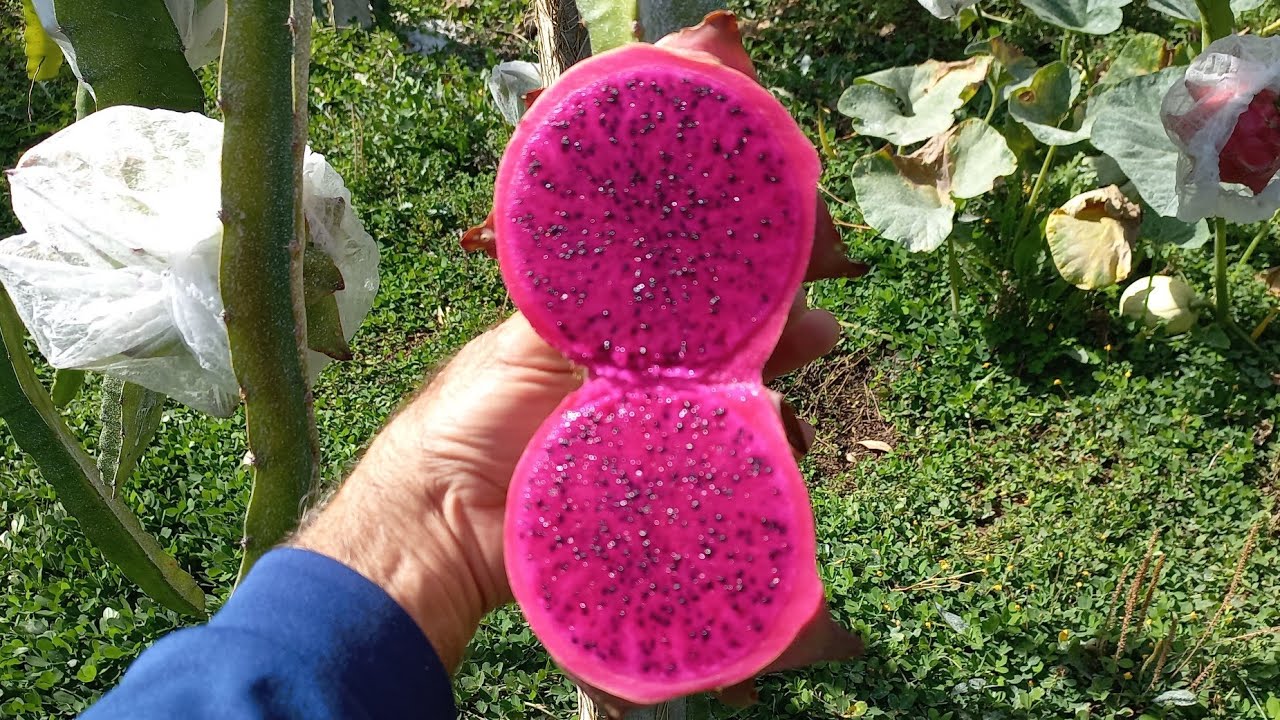 PITAYA CHINESA DO BILL SERÁ QUE É BOA ???