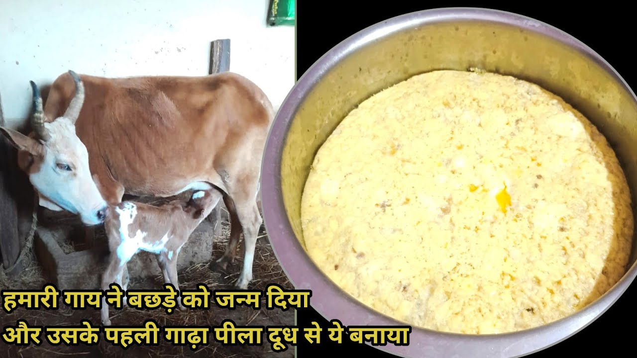 पेयूस ये सिर्फ गाय की पहली गाढ़ा पीला दूध से बनता हैं