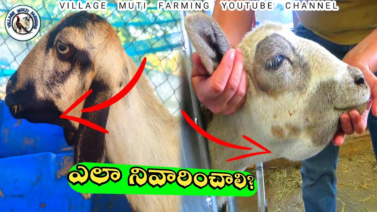 గొంతు క్రింద వాపు ను solve చెయ్యాలి?@villagemultifarming4577