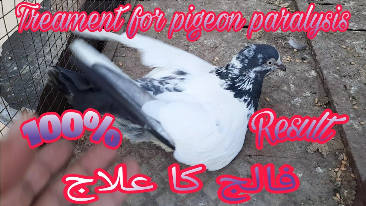 Treatment for pigeon paralysis.falij ka ilaj.(urdu/hindi)#majidpigeoncare #paralysistreatment #viral