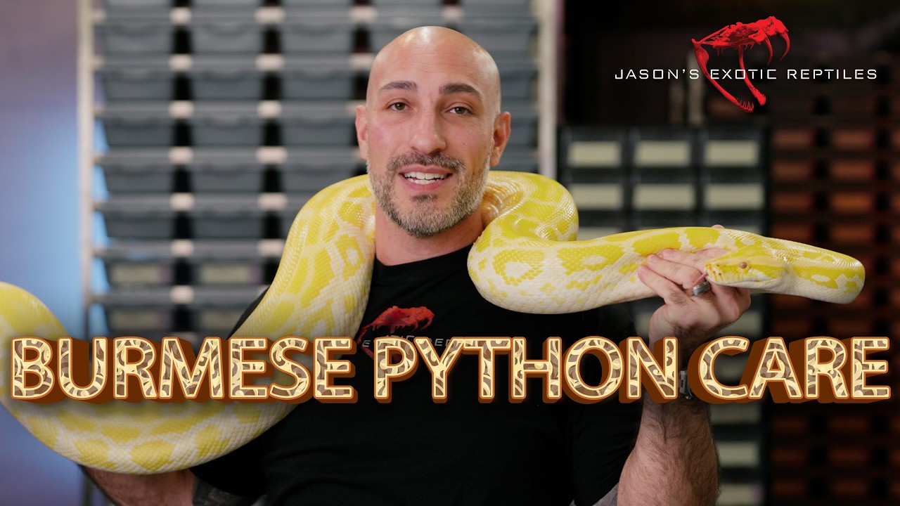 Ultimate Burmese Python Care Guide: Tips for a Healthy & Happy Giant Snake!