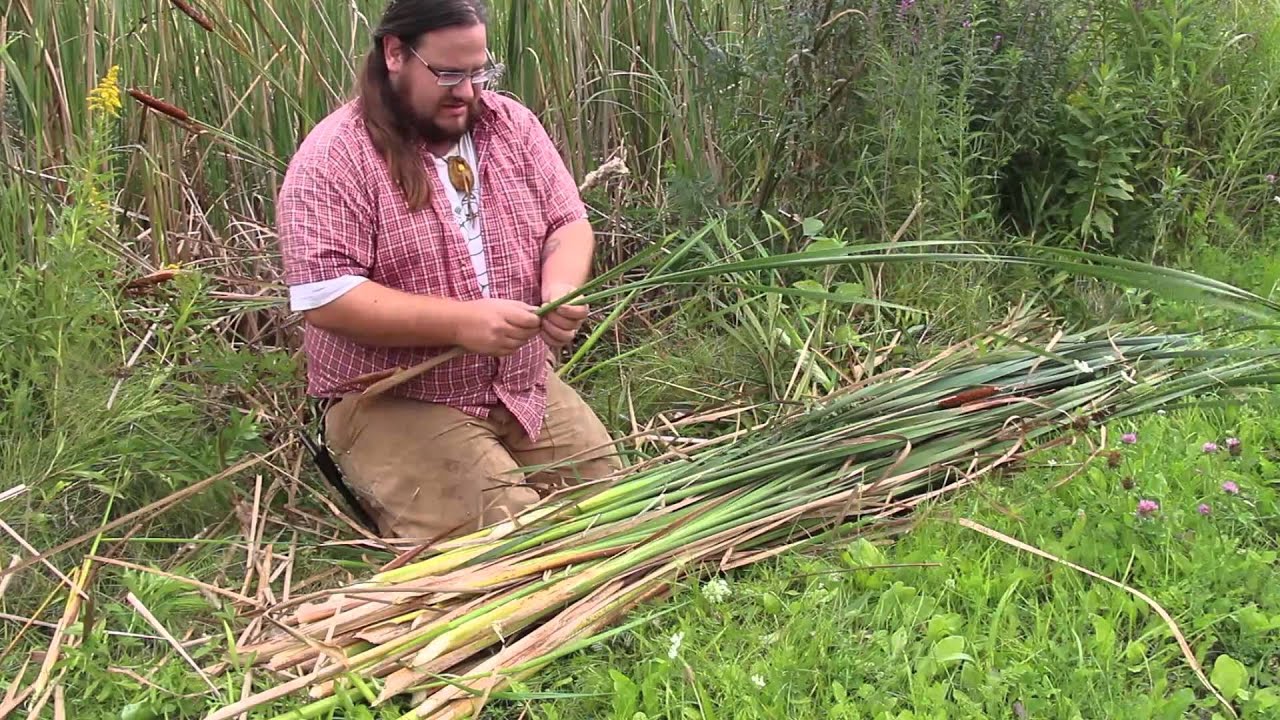 Harvesting Cattail Leaves