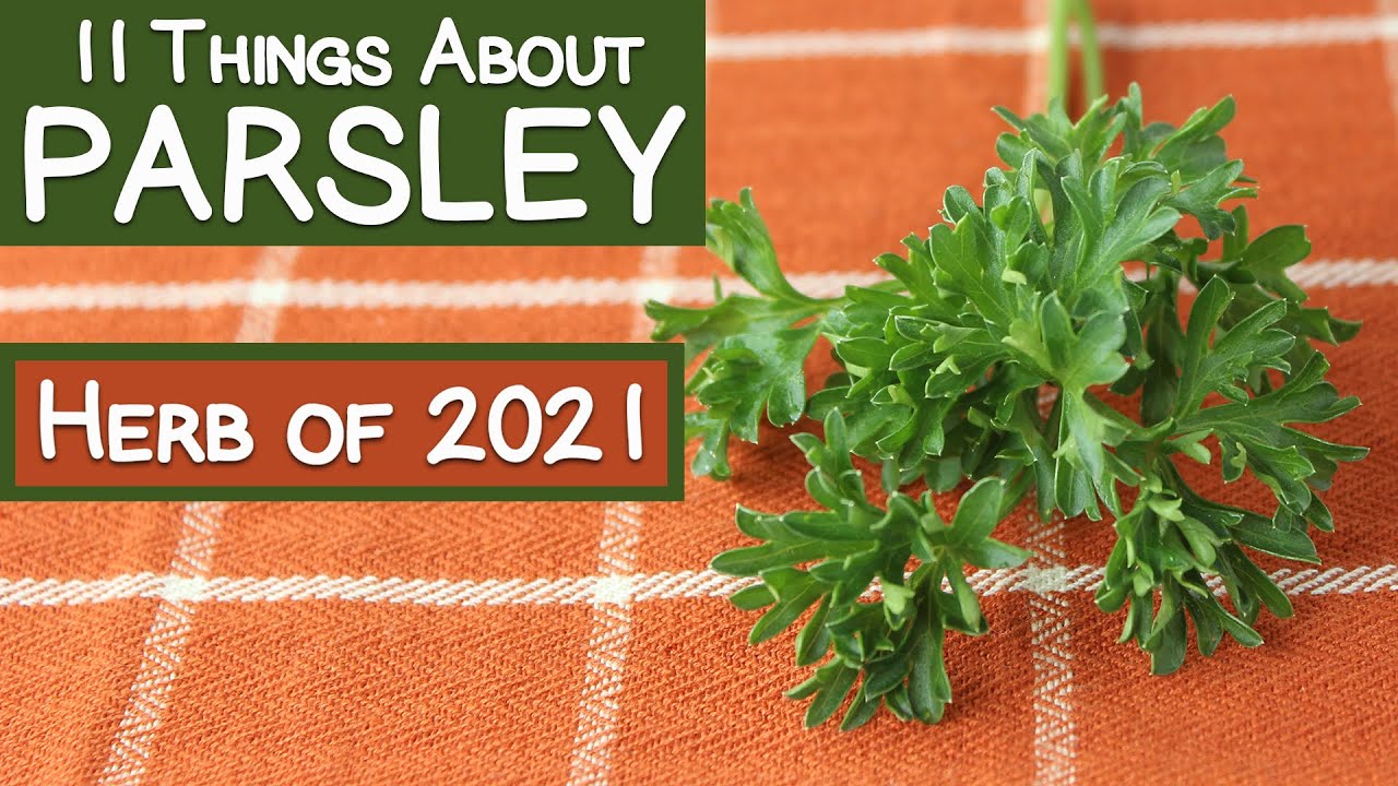 11 Things About Parsley, Named Herb of 2021