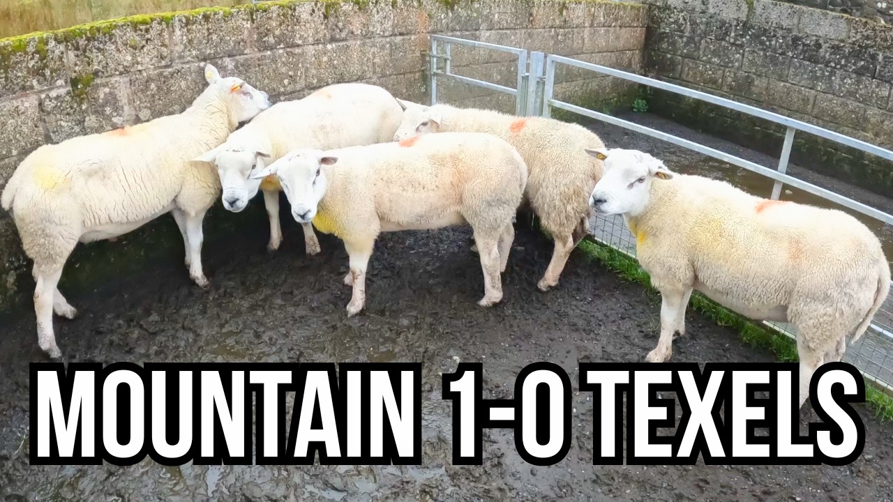 MOUNTAIN RESCUE MISSION + SHEEP PRICES KEEP RISING!