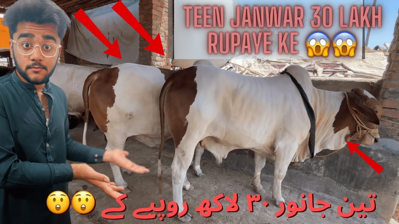 Today Biggest Update 😲 || Ring Road Mandi Peshawar 2024 || Eid Azha cattle Market Bull prices