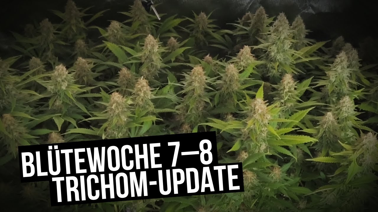 Die Ernte r&uuml;ckt n&auml;her &ndash; so sehen die Trichome jetzt aus!