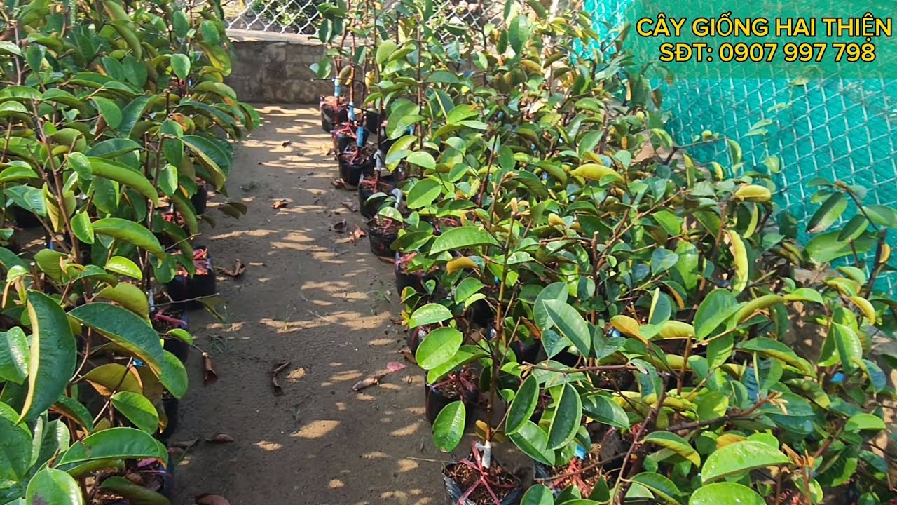 Vú sữa mica giống, vú sữa giống giá rẻ #caygiong #xuhuong #vusua