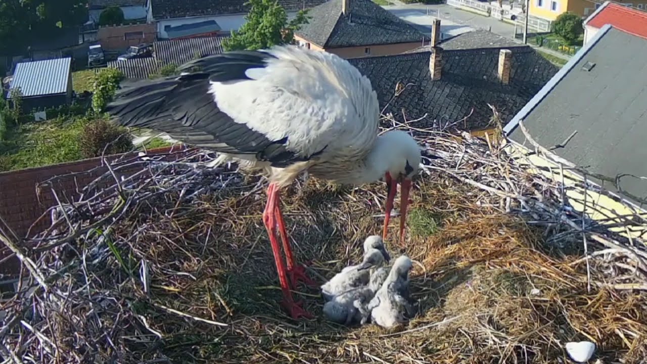 Storks Mom brings breakfast to five cute chicks | White Storks (Hungary) | May 13, 2025
