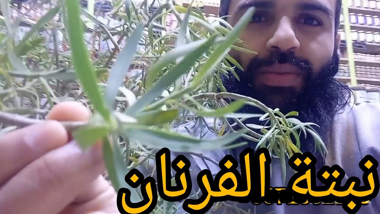 تعرف على شكل نبتة الفرنان تعاونية الشفائين