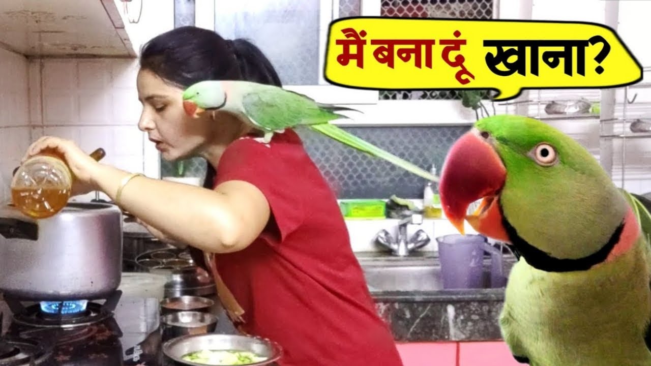 Pablo Parrot Talking chod Banega Masterchef India 😍