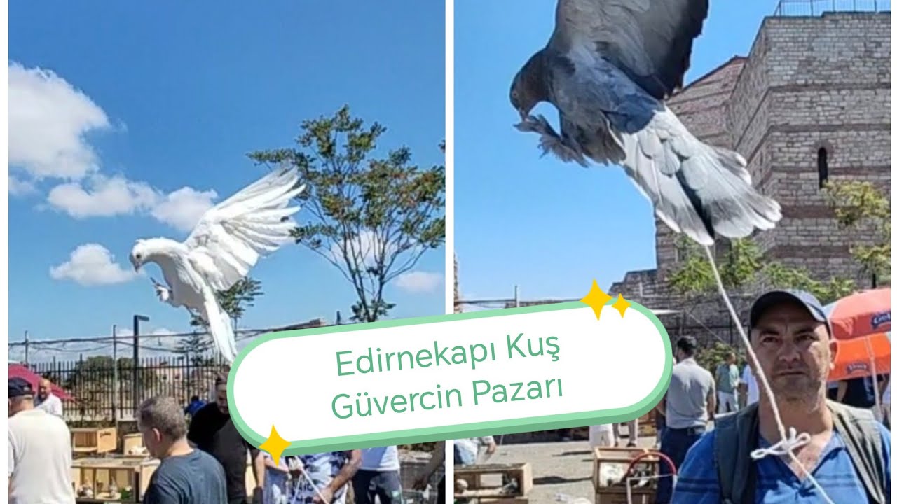 Dolu dolu Edirnekapı kuş güvercin pazarı VLOG / Bu hafta çeşitli cins cins güvercinler. kuş uçurtma