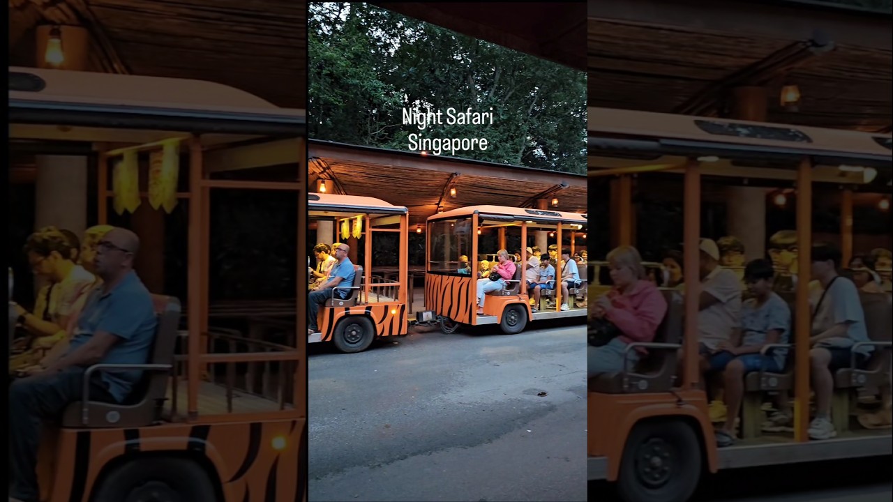 Night Safari,  Singapore 🦁🐒🦬#singapore #nightsafari #safari #singaporezoo #zoo #show #travel #asia